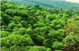 جنگل‌های بیابانی و استپی کوهستانی چگونه شکل گرفته‌اند؟