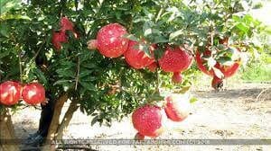 گلوگاه آفت جان انارستان‌های لرستان