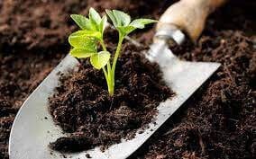 بیش از ۵۰ درصد اراضی کشاورزی دارای کمبود عناصر غذایی هستند
