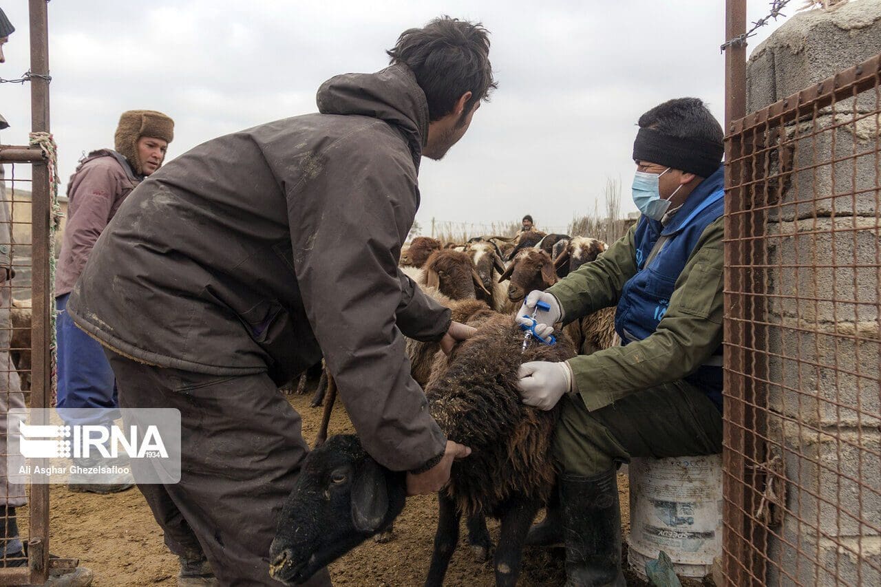 دامپزشکی لرستان در خصوص شیوع "تب برفکی" هشدار داد