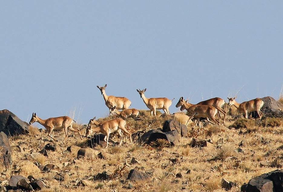 سرشماری حیات وحش لرستان آغاز شد