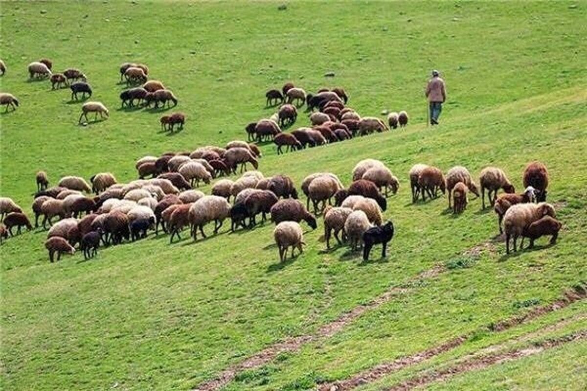 سه میلیون دام عشایری لرستان واکسینه می شود
