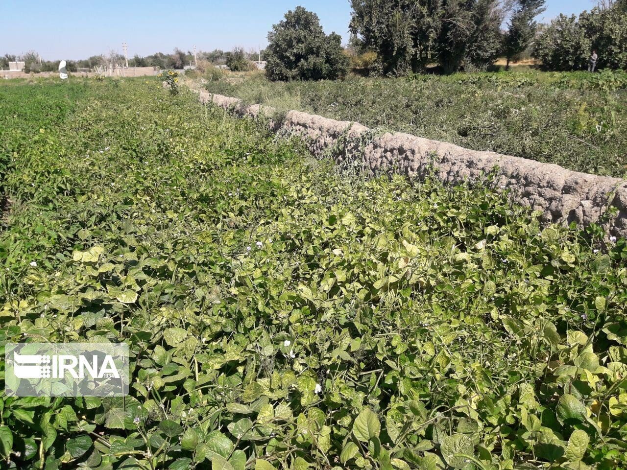 ۴۰ هزار تن لوبیا در ازنا برداشت می‌شود