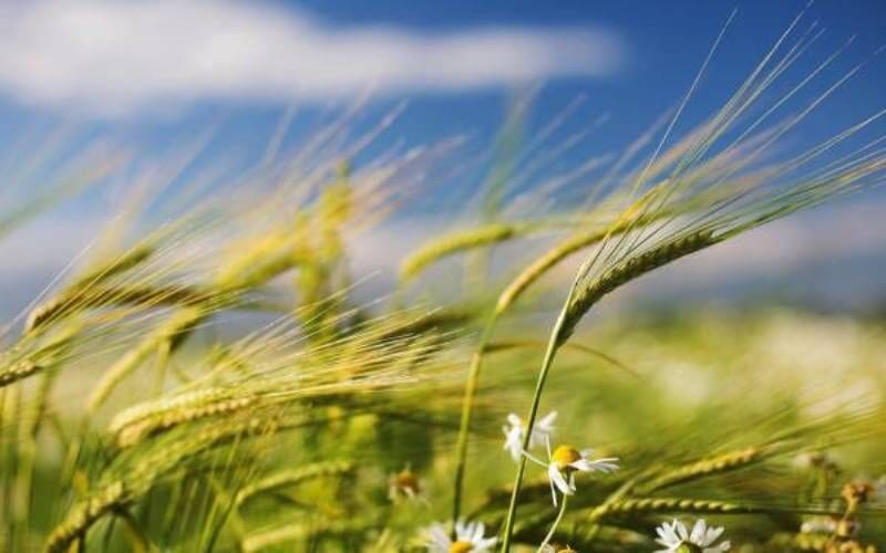 پیش بینی وزش باد شدید در لرستان