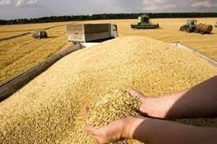 برداشت بیش از ۱۸ هزار تن گندم در لرستان