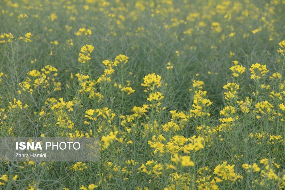 کشف دانه‌های روغنی خوراکی فاقد مجوز در الیگودرز