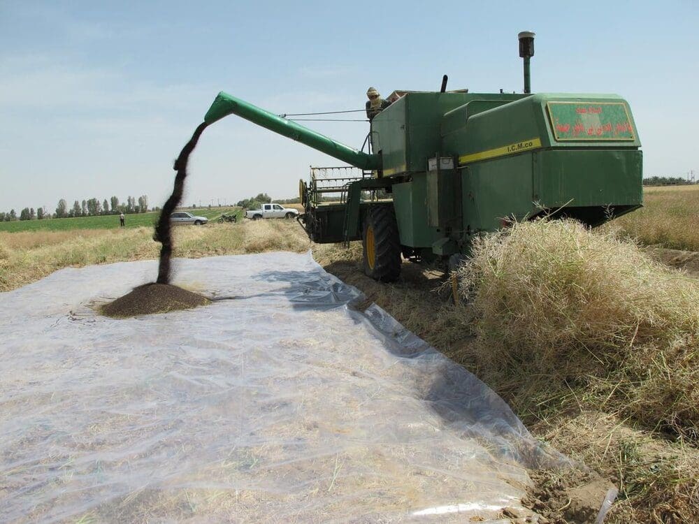 خرید تضمینی بیش از ۳۵۰۰ تن کلزا توسط تعاون روستایی لرستان