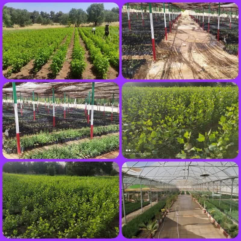 سالانه یک‌میلیون نهال در بروجرد تولید می‌شود