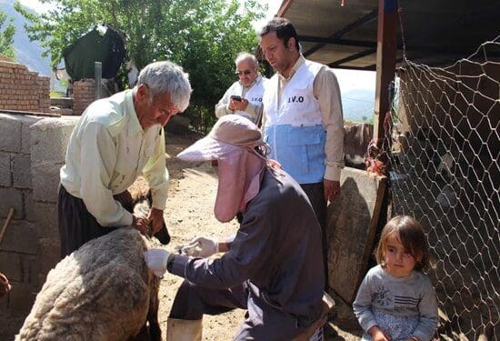 واکسیناسیون بیش از دو میلیون رأس دام علیه تب برفکی در لرستان