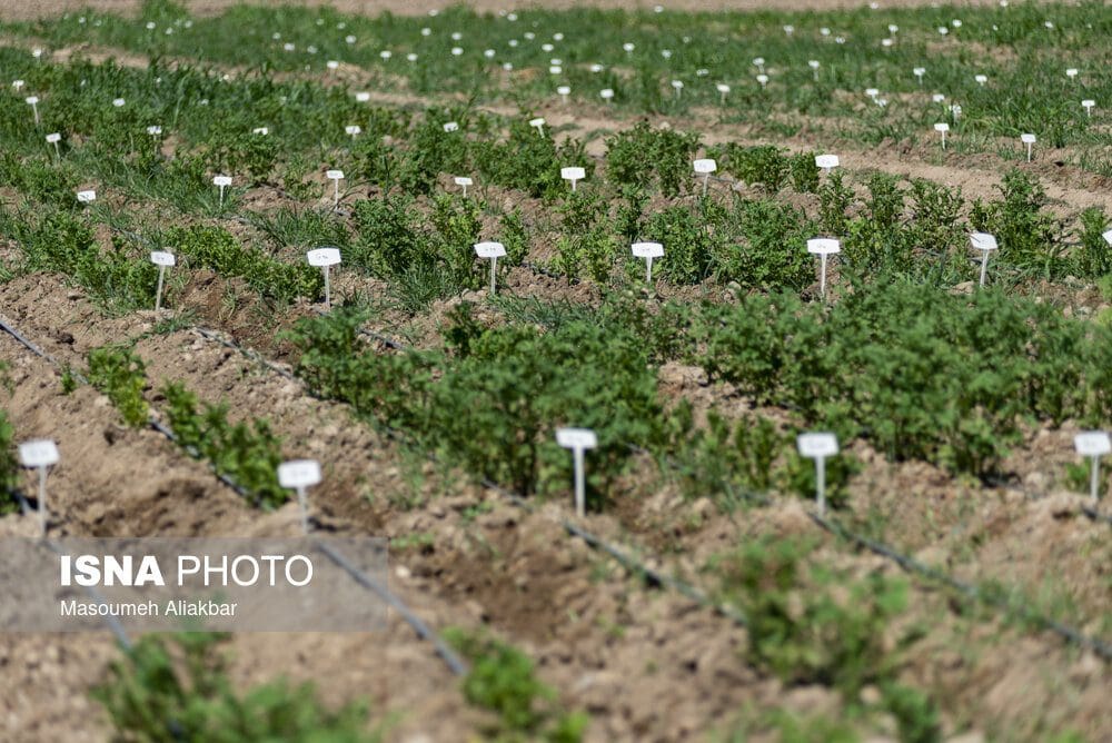 آموزش و ترویج مهم‌ترین برنامه جهاد کشاورزی