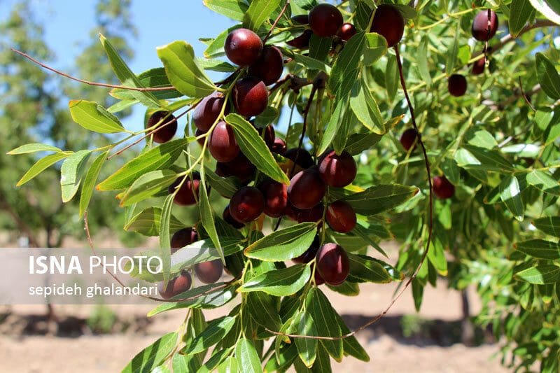 برداشت ۴۵ تن عناب در لرستان
