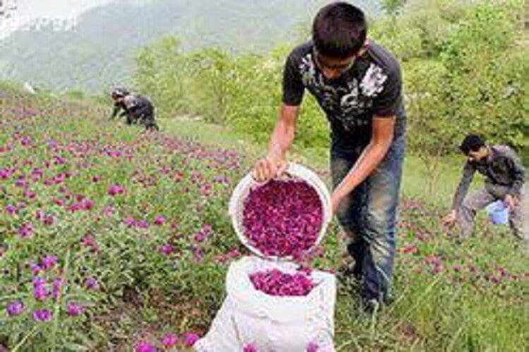 کشت گیاهان دارویی در کاهش واردات داروها و خروج ارز از کشور تأثیر مثبت دارد