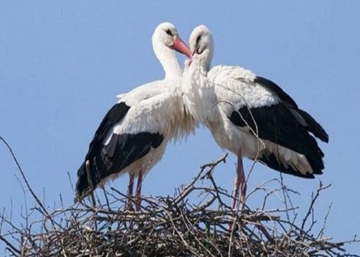 روستای لک‌لک‌های بروجرد ظرفیت جهانی شدن را دارد