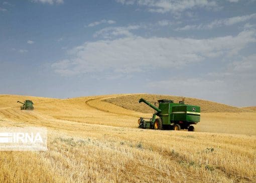 آغاز خرید تضمینی گندم و کلزا در لرستان