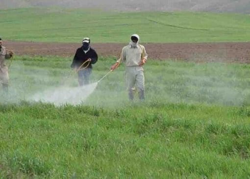 "پوره سن گندم" در اراضی لرستان به مرحله خسارت‌زایی رسید