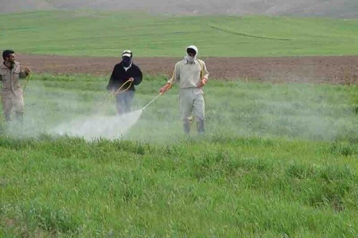 "پوره سن گندم" در اراضی لرستان به مرحله خسارت‌زایی رسید