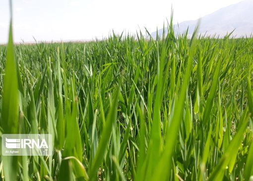 مبارزه علیه علف‌های هرز در ۸۱ هکتار زمین‌های کشاورزی بروجرد