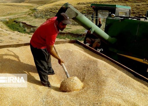 پیش‌بینی کاهش ۳۰۰ هزار تنی تولید گندم در لرستان