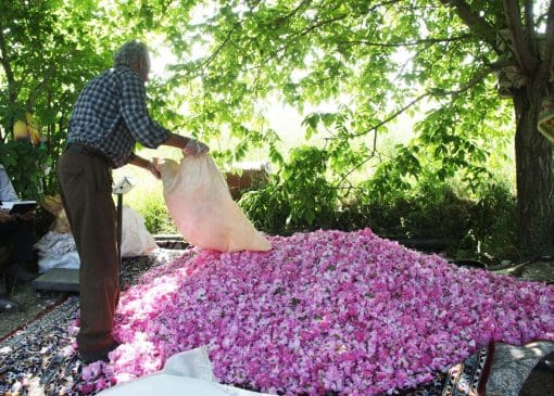 برداشت گل محمدی از مزارع بروجرد آغاز شد