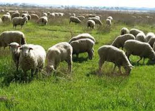 صدور ۱۱ هزار فقره پروانه چرای دام در لرستان