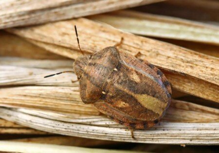 مبارزه با سن غلات در بیش از ۱۸ هزار هکتار اراضی بروجرد