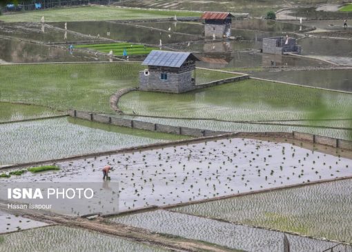 کشت برنج در بالادست کشکان، کشاورزان را با مشکل روبرو کرده است