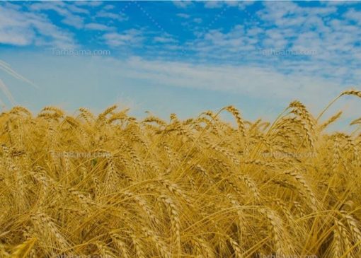 ۱۳ هزار تن گندم از کشاورزان لرستانی خریداری شده است