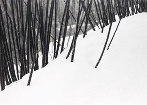 چرا عکس‌های کیارستمی معروف شدند؟