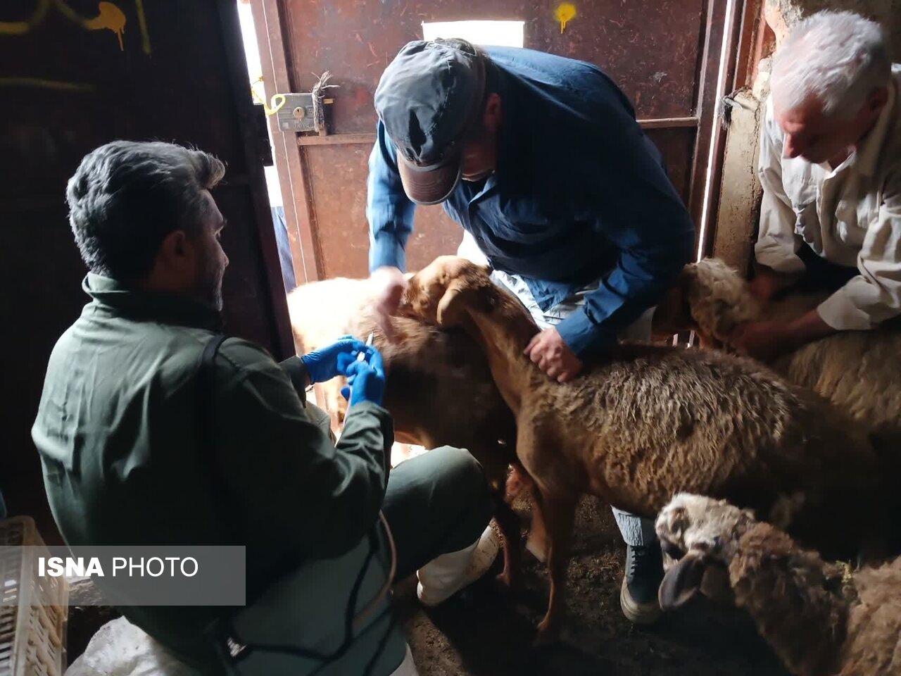 خدمات دامپزشکی رایگان در مناطق صعبالعبور سپیددشت لرستان